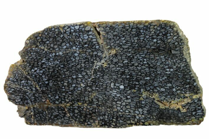 Polished, Black Petrified Palm Root Slab - Indonesia #151997
